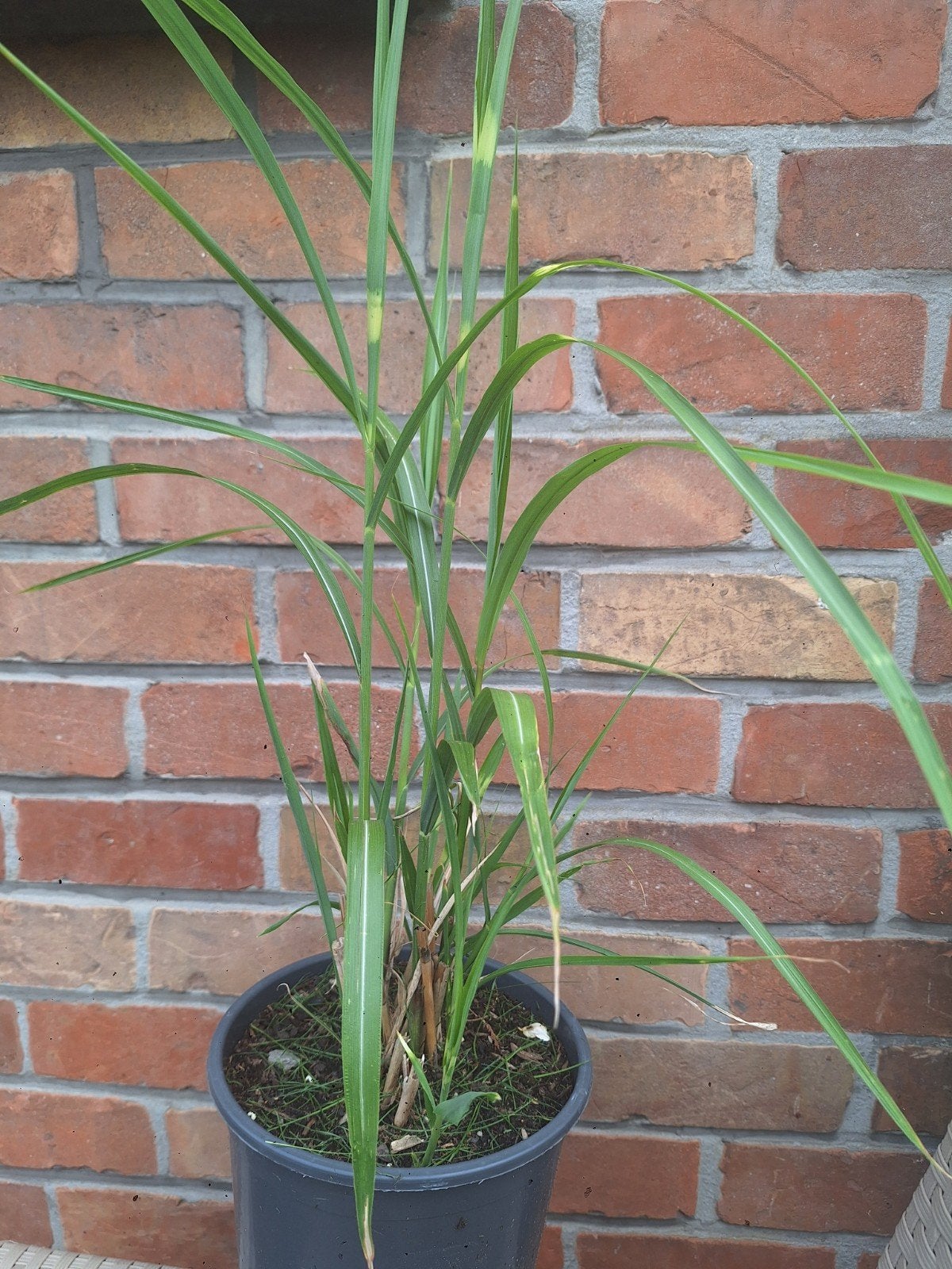Miscanthus zebrinus, Jardin & Terrasse, Enlèvement