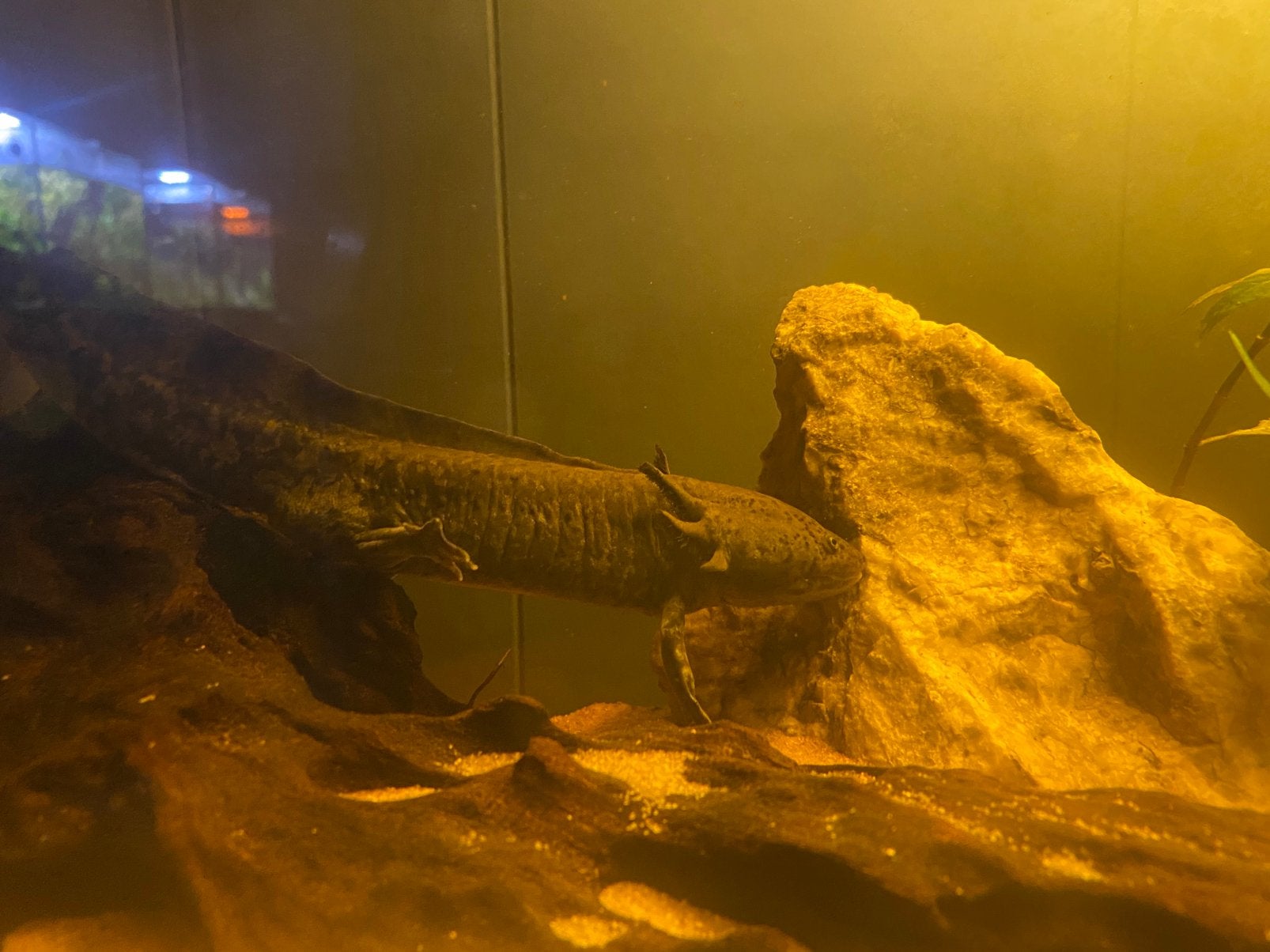 2 axolotls zonder aquarium, Amphibien, 0 à 2 ans