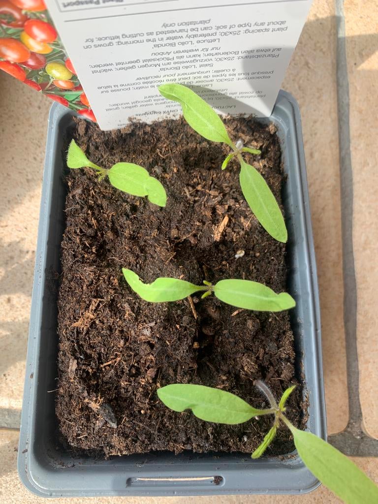 Zelf uit te planten tomatenplanten., Ophalen