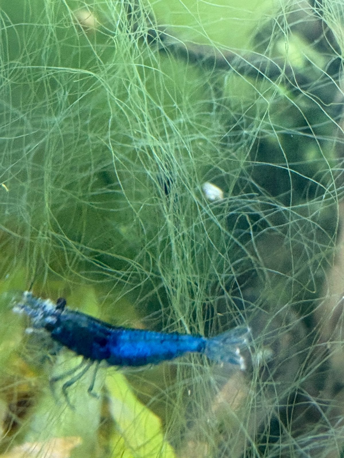 Aquarium-Neo caridina bleu, Animaux & Accessoires, Poissons | Aquariums & Accessoires, Enlèvement