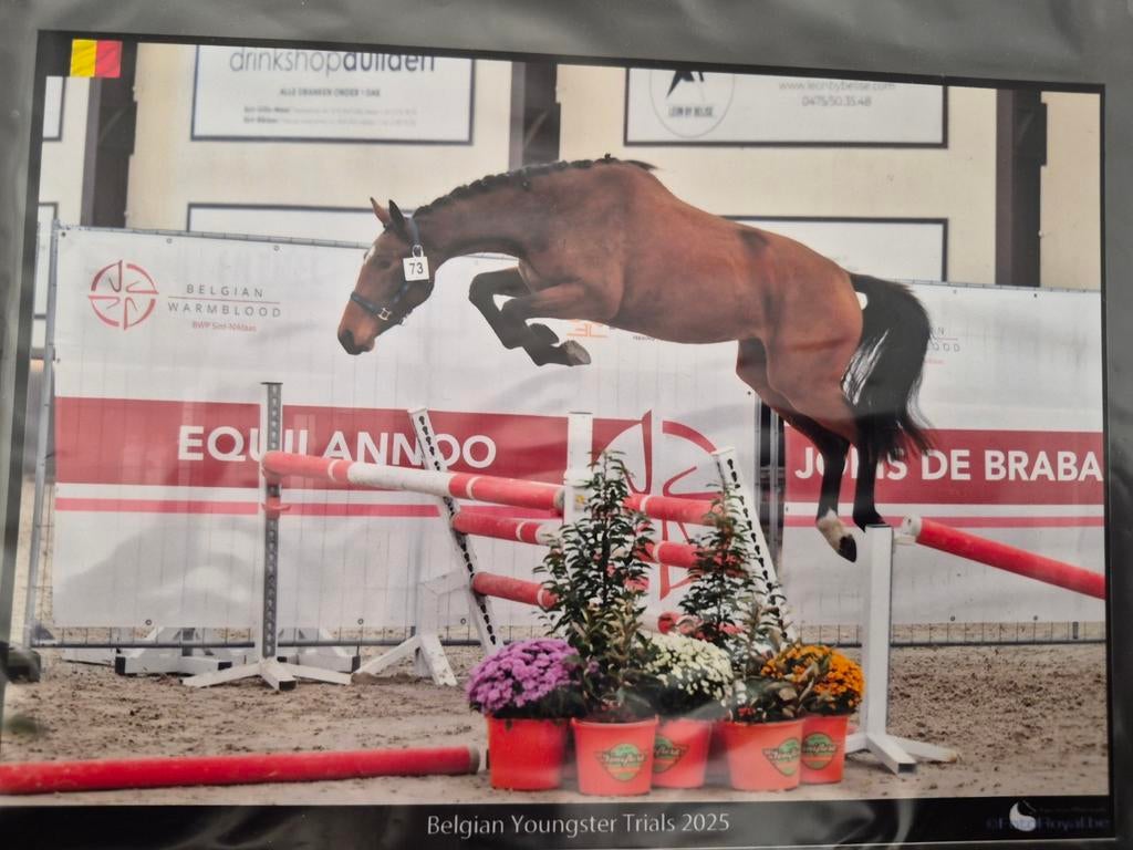 3yo springgefokte merrie Gancio x Canturano x Heartbreaker, Dieren en Toebehoren, Merrie, Springpaard