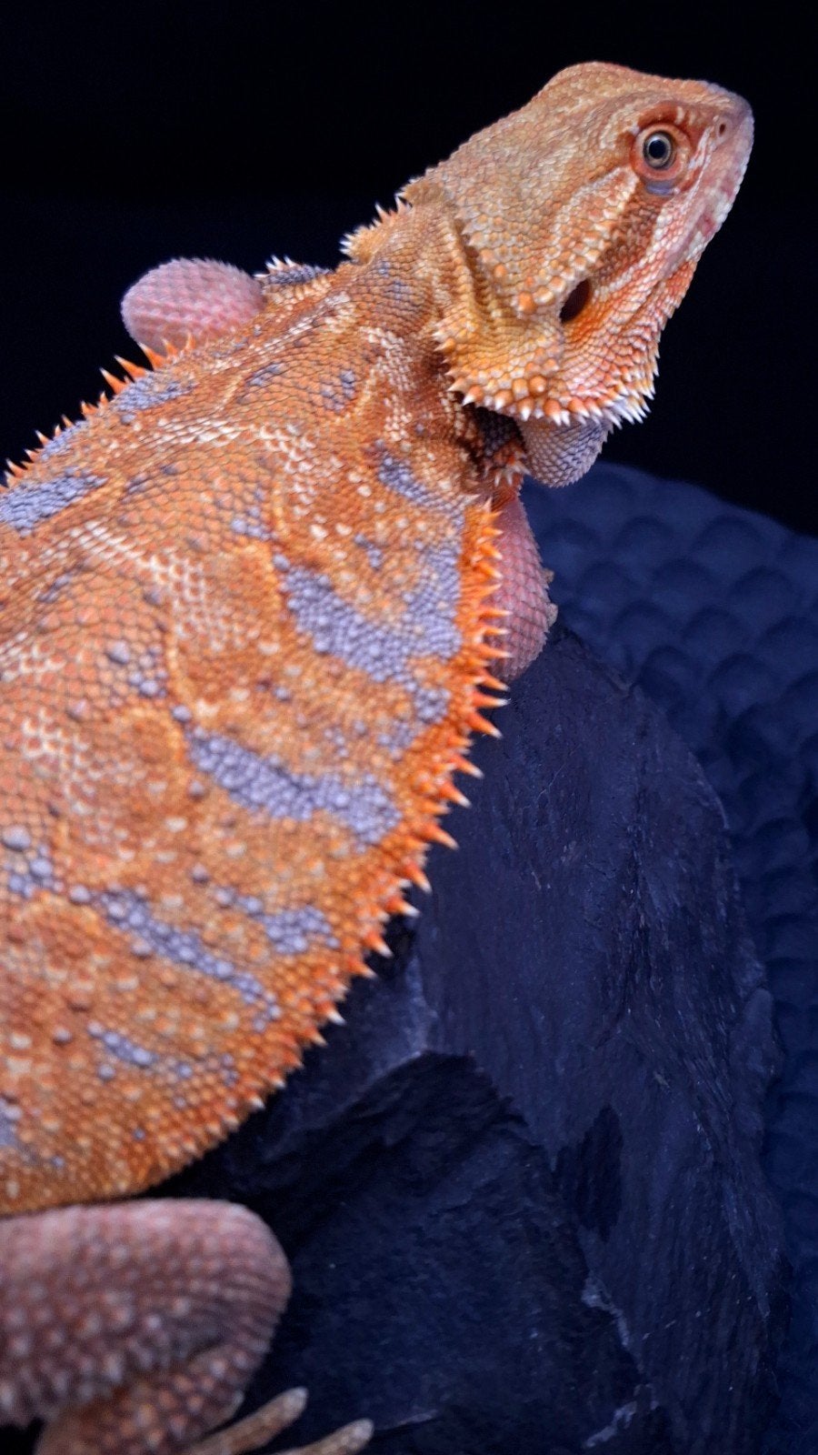 AKTIE !! 50% Red Monster Blue Tiger Triple het. Baardagaam, Amphibien, Domestique, 0 à 2 ans