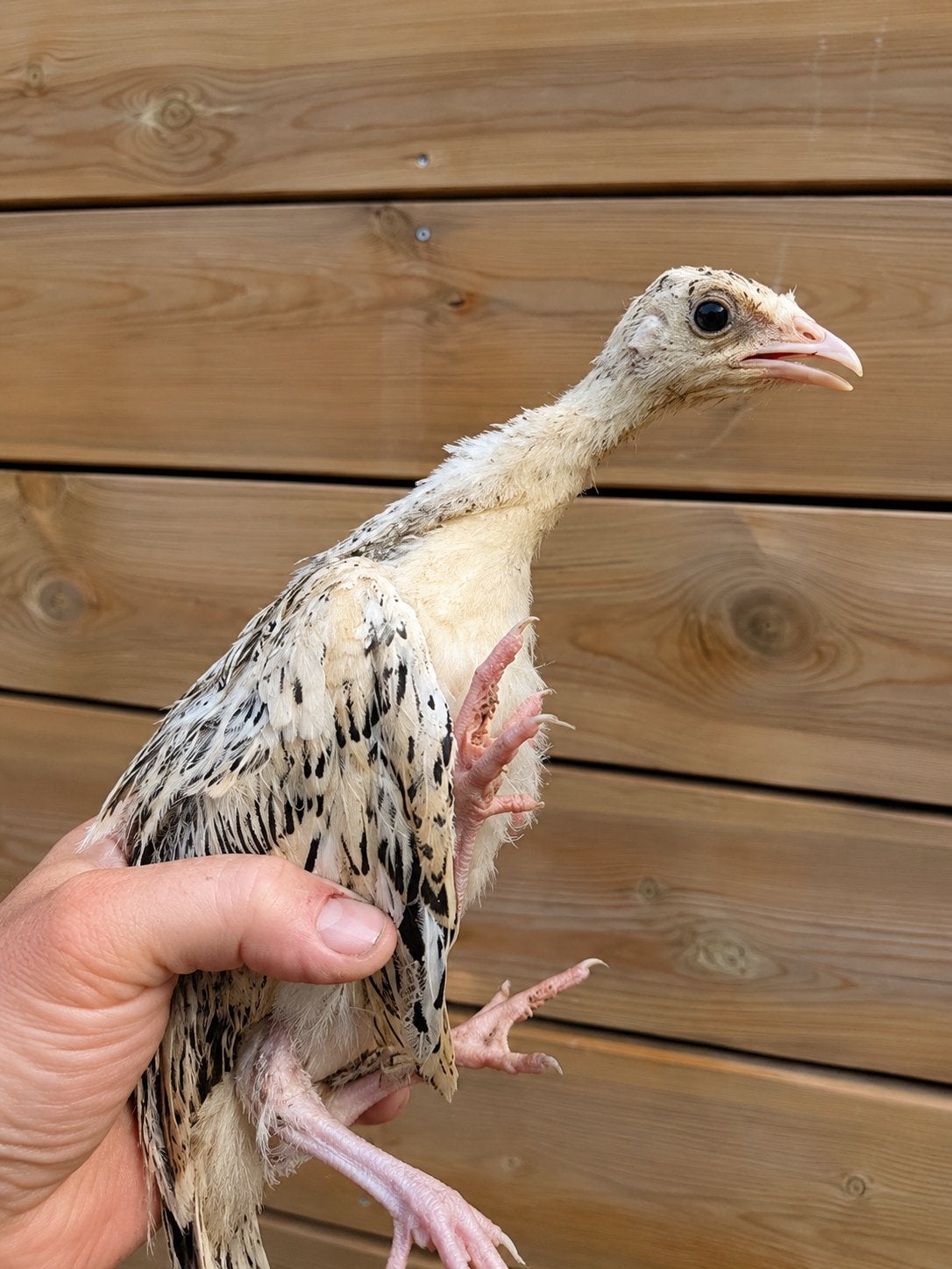Ronquières kalkoen, Dieren en Toebehoren, Pluimvee, Kalkoen