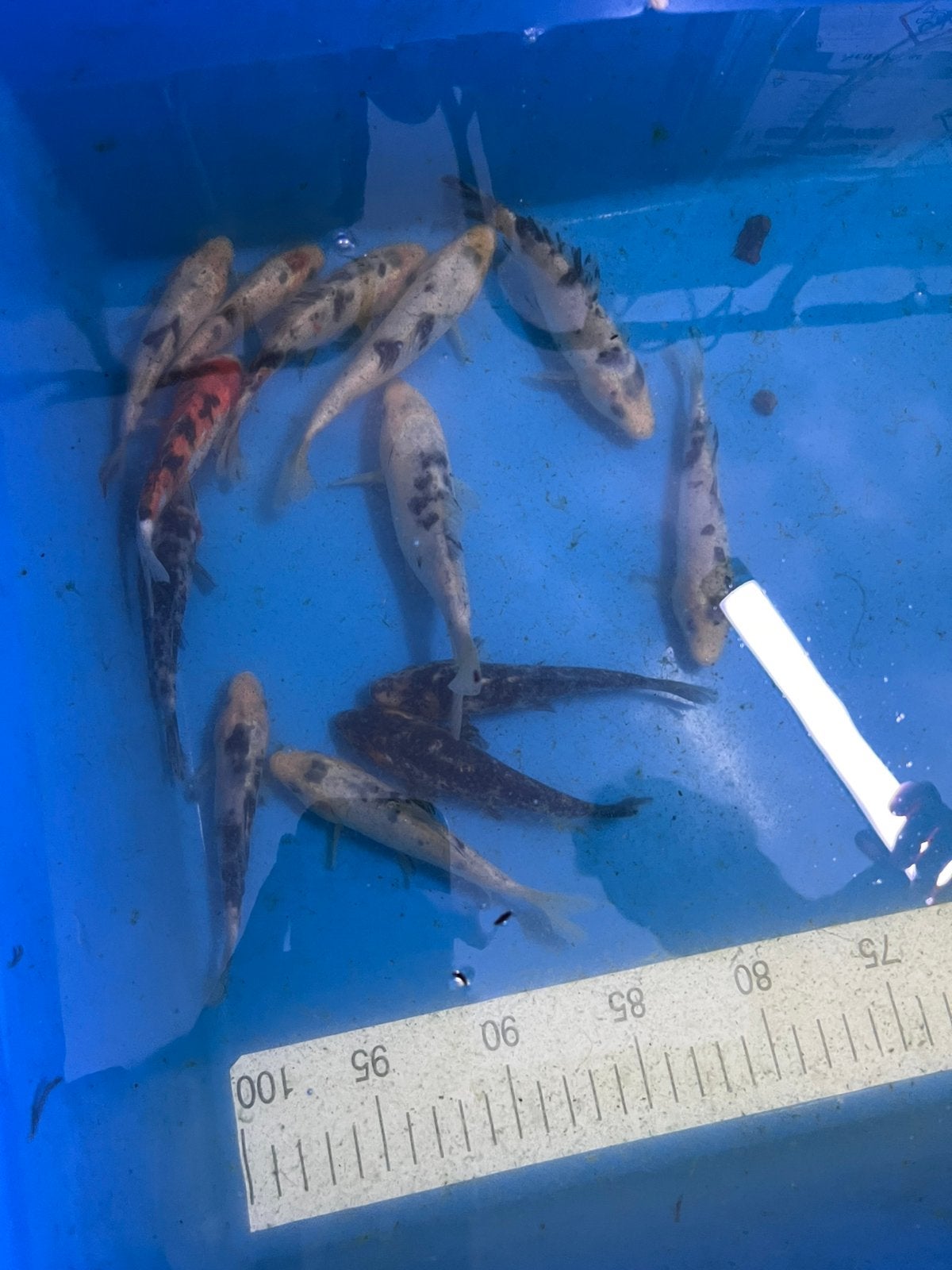 Europese koi’s