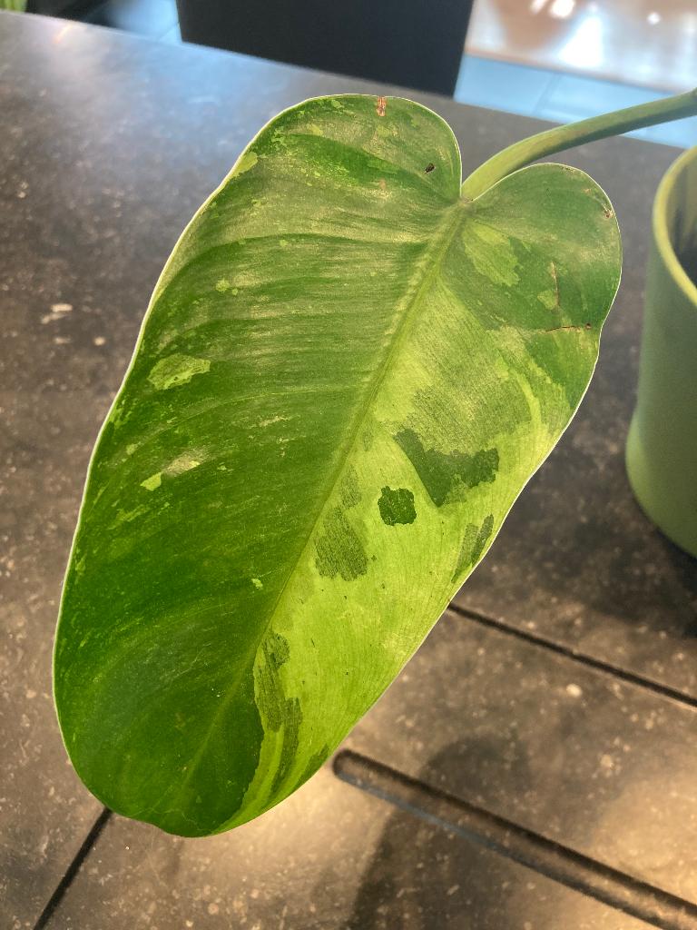 Philodendron Jose Bueno, Autres espèces, En pot, Moins de 100 cm, Plante verte