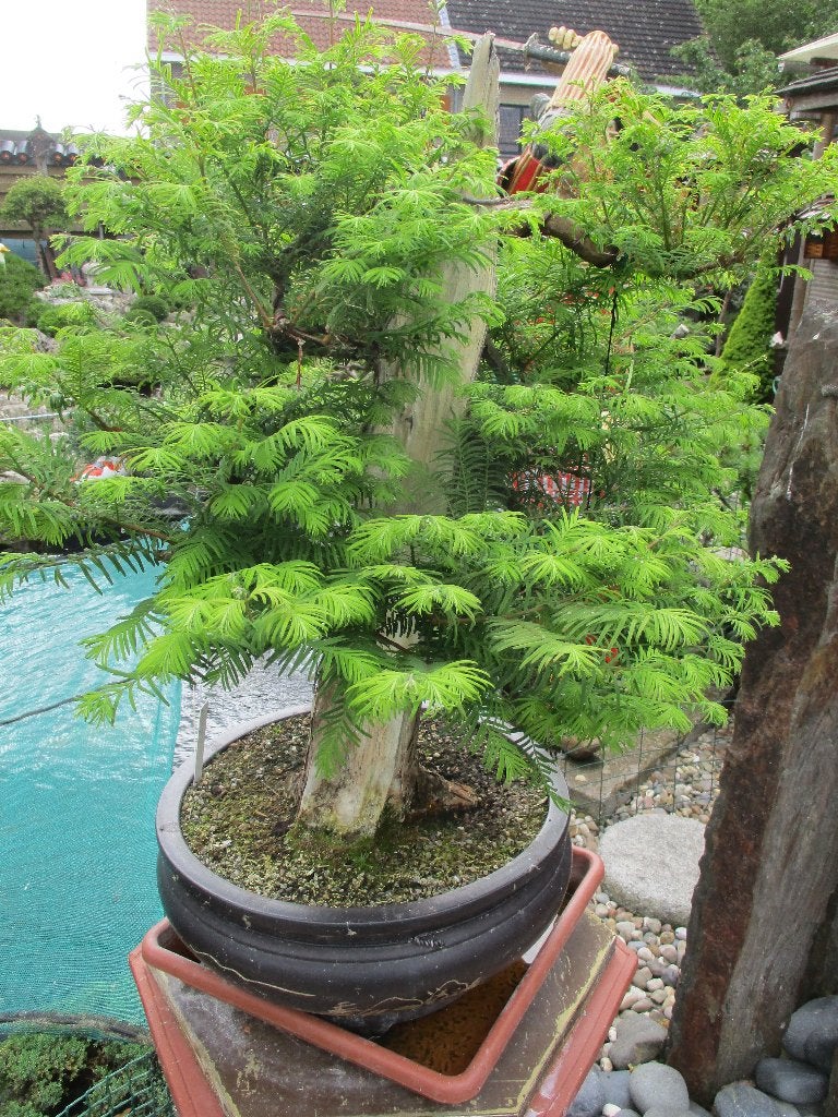 Bonsai, Ophalen, In pot, Overige soorten, Minder dan 100 cm