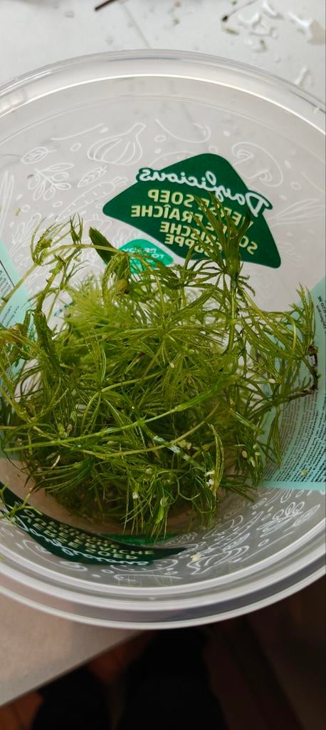 Grote portie fijn hoornblad, Dieren en Toebehoren, Ophalen