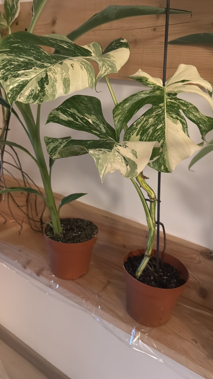 Monstera deliciosa variegata super white., Huis en Inrichting, Ophalen of Verzenden