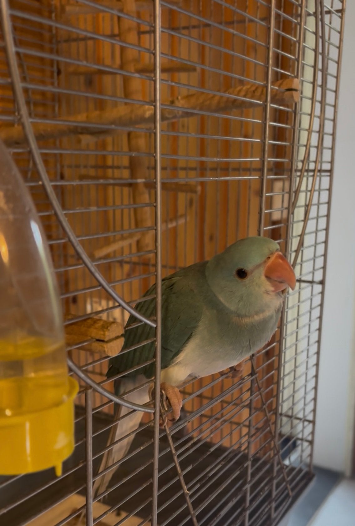 Heel tamme en lieve halsbandparkiet te koop, Dieren en Toebehoren, Vogels | Parkieten en Papegaaien, Mannelijk, Parkiet