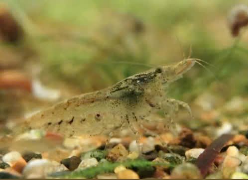 Neocaridina garnalen wildkleur, Dieren en Toebehoren, Vissen | Aquariumvissen