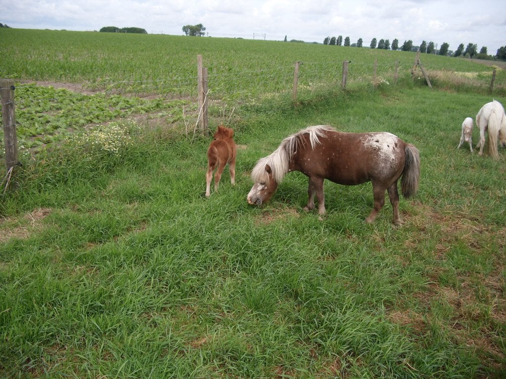 chetlandpony met veulens, Dieren en Toebehoren, Meerdere dieren, Gechipt