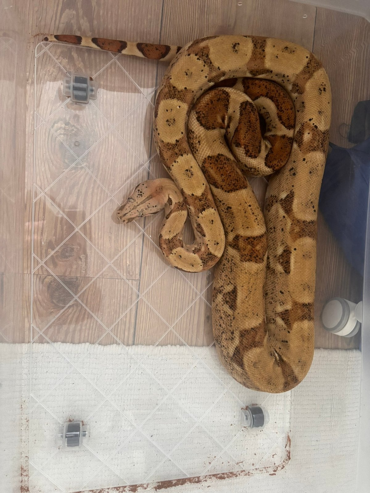 Boa constrictor, Slang, 0 tot 2 jaar