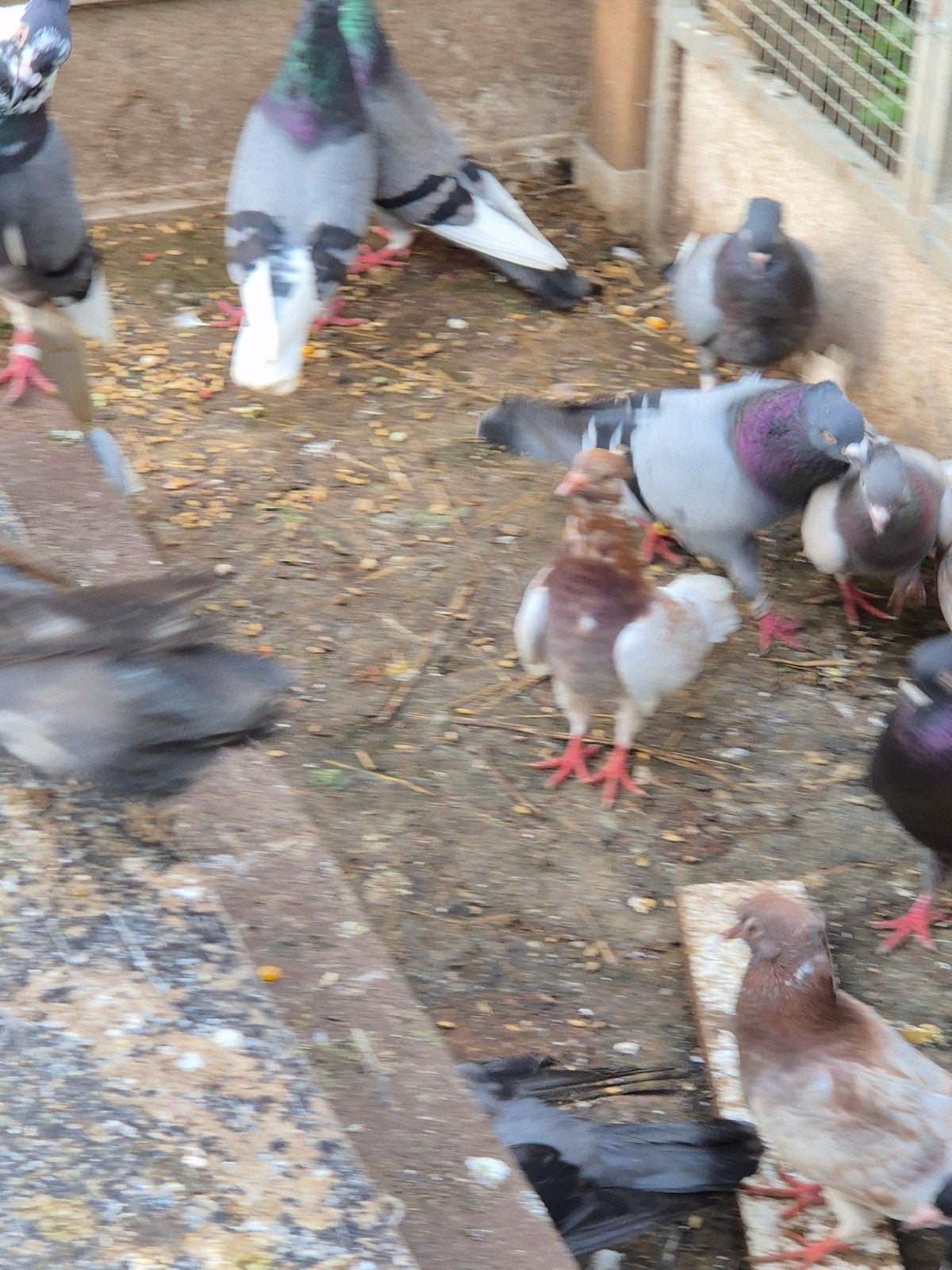 Hoogvlieger duiven  30 duiven 25 stuk, Dieren en Toebehoren