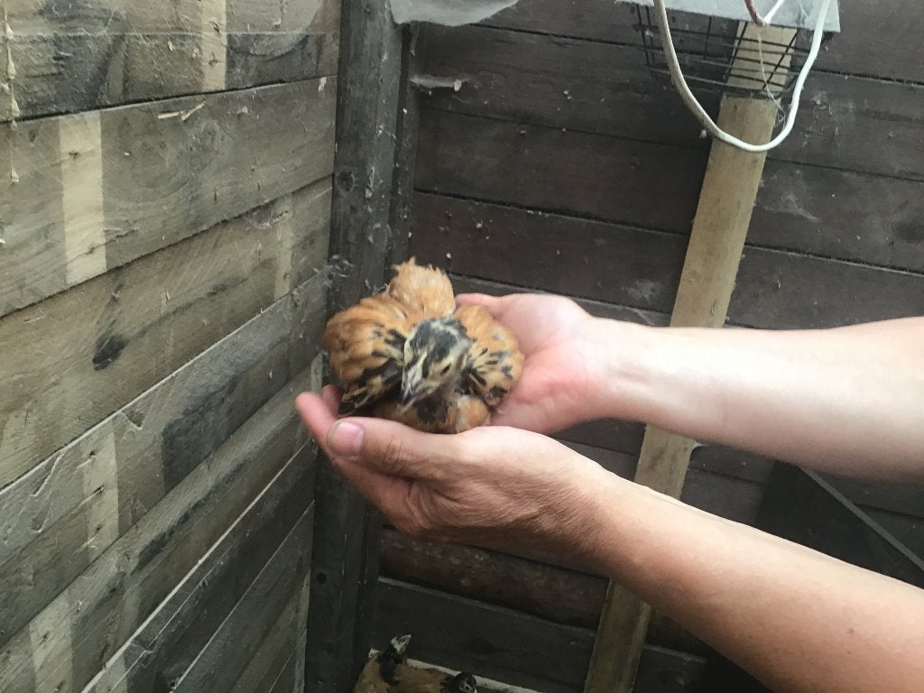 4 jonge Vorwerk, Vrouwelijk, Kip