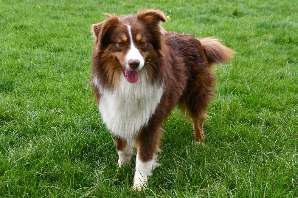 Berger australien Étalons, Maladie de Carré (chiens), 3 à 5 ans, Chien (mâle), Belgique