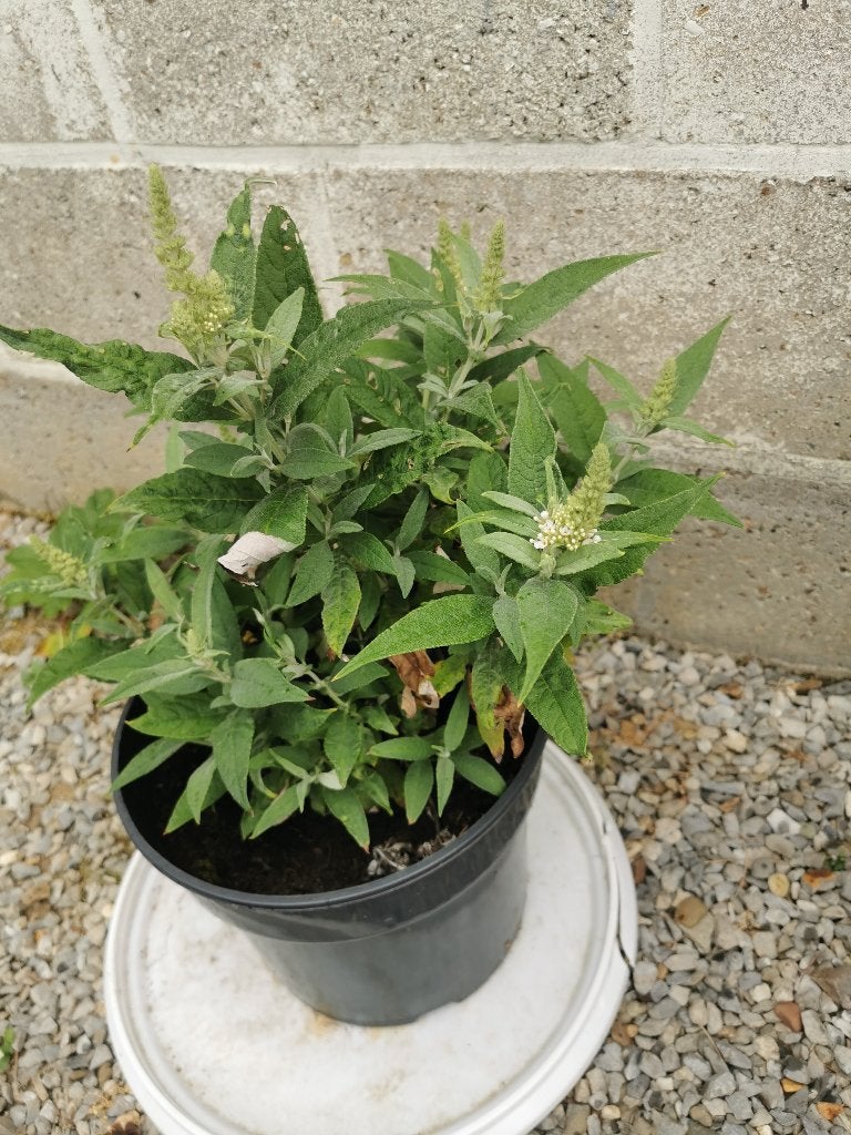 Vlinderstruik (dwerg) - wit, Tuin en Terras, Planten | Tuinplanten, Ophalen, Vaste plant
