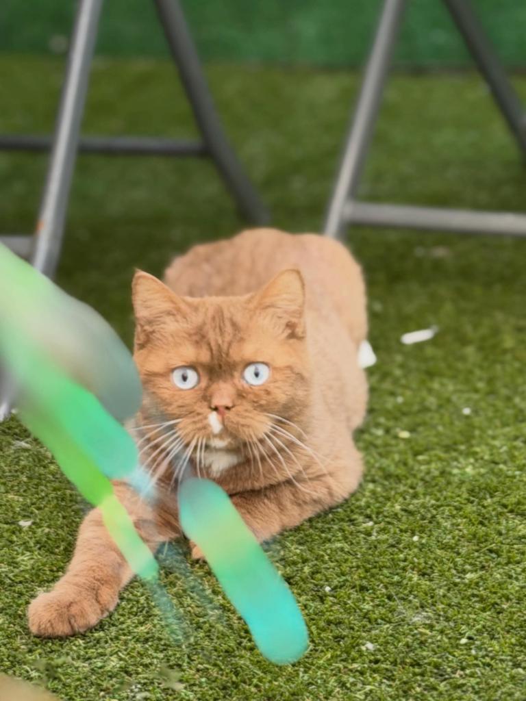 Britse korthaarkittens, Kater, Met stamboom, 0 tot 2 jaar