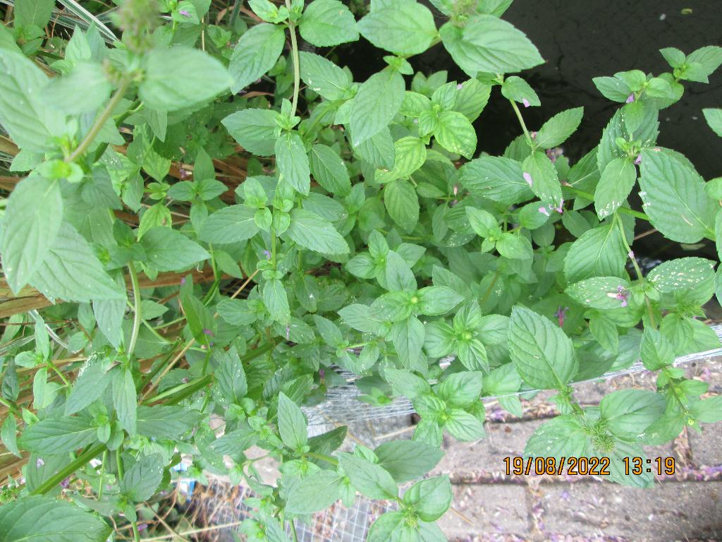 Menthe verte, Jardin & Terrasse, Plantes | Jardin, Automne, Enlèvement, Plante fixe, Herbes