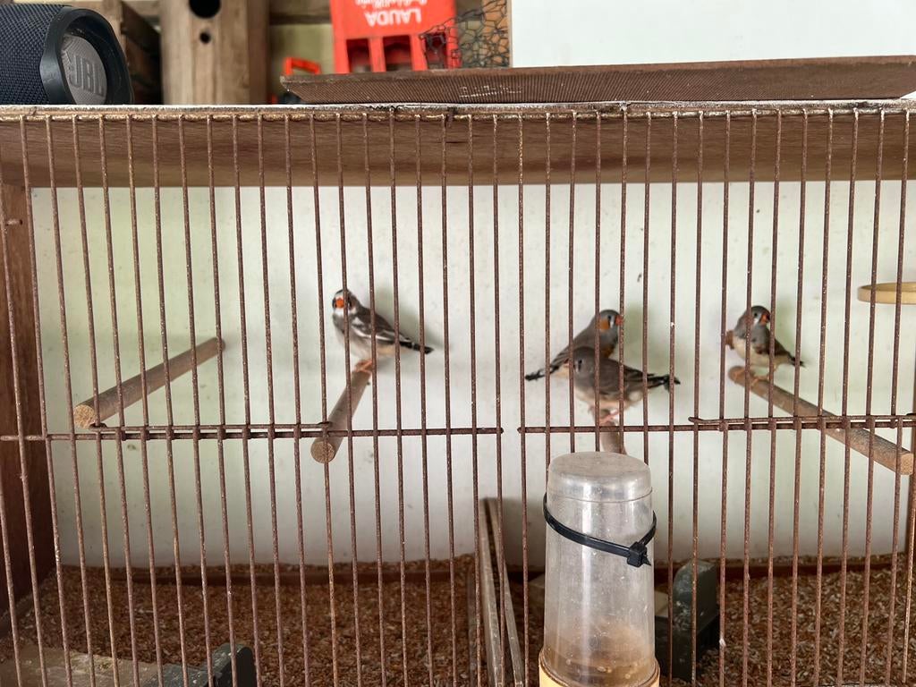 Zebravinken, Dieren en Toebehoren, Vogels | Overige Vogels