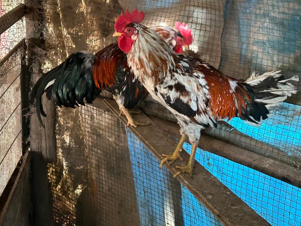 Ayam ketawa of lachhoen, Dieren en Toebehoren, Pluimvee, Meerdere dieren, Kip