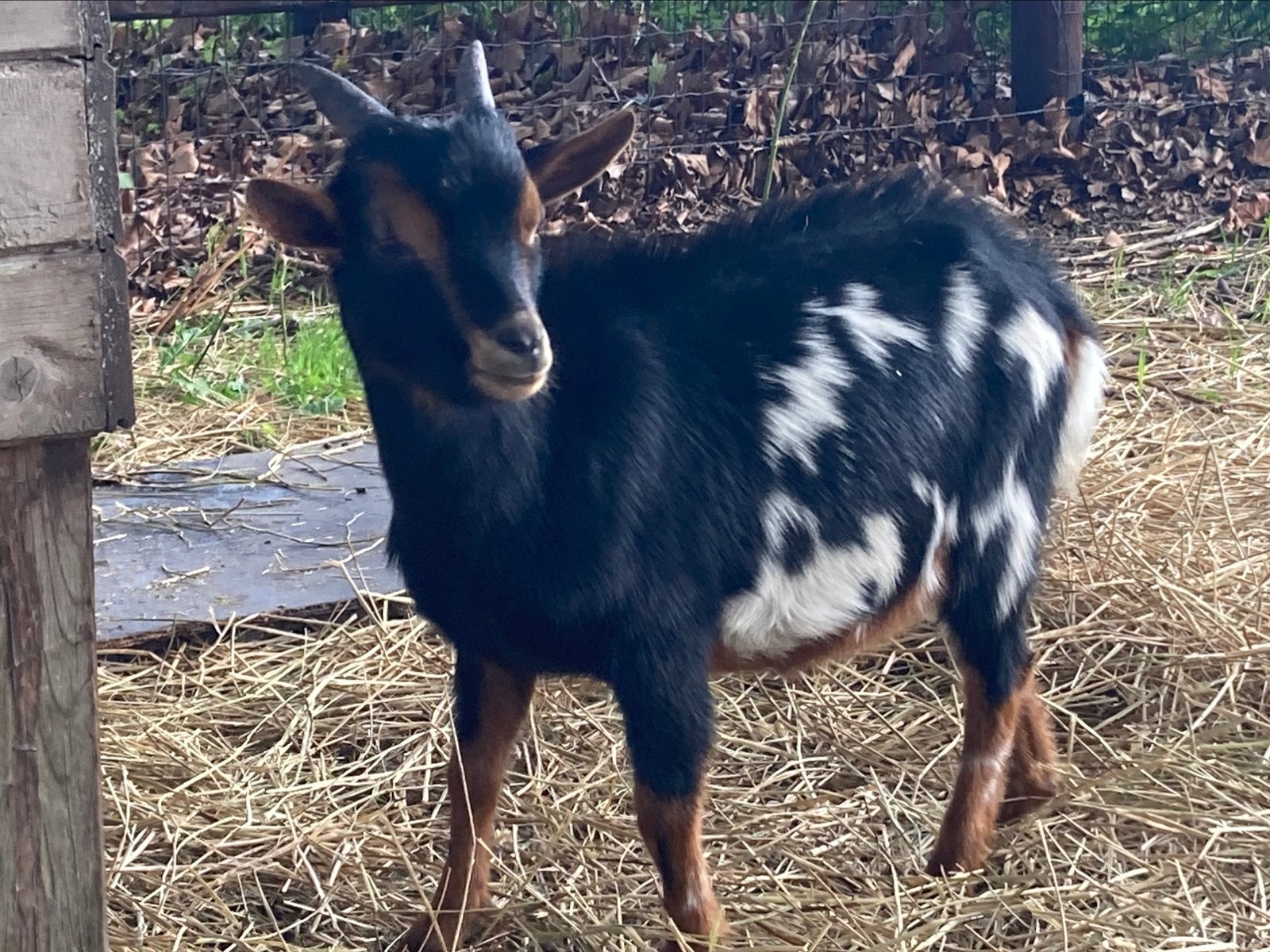 3 prachtige tamme jonge dekbokjes, Dieren en Toebehoren