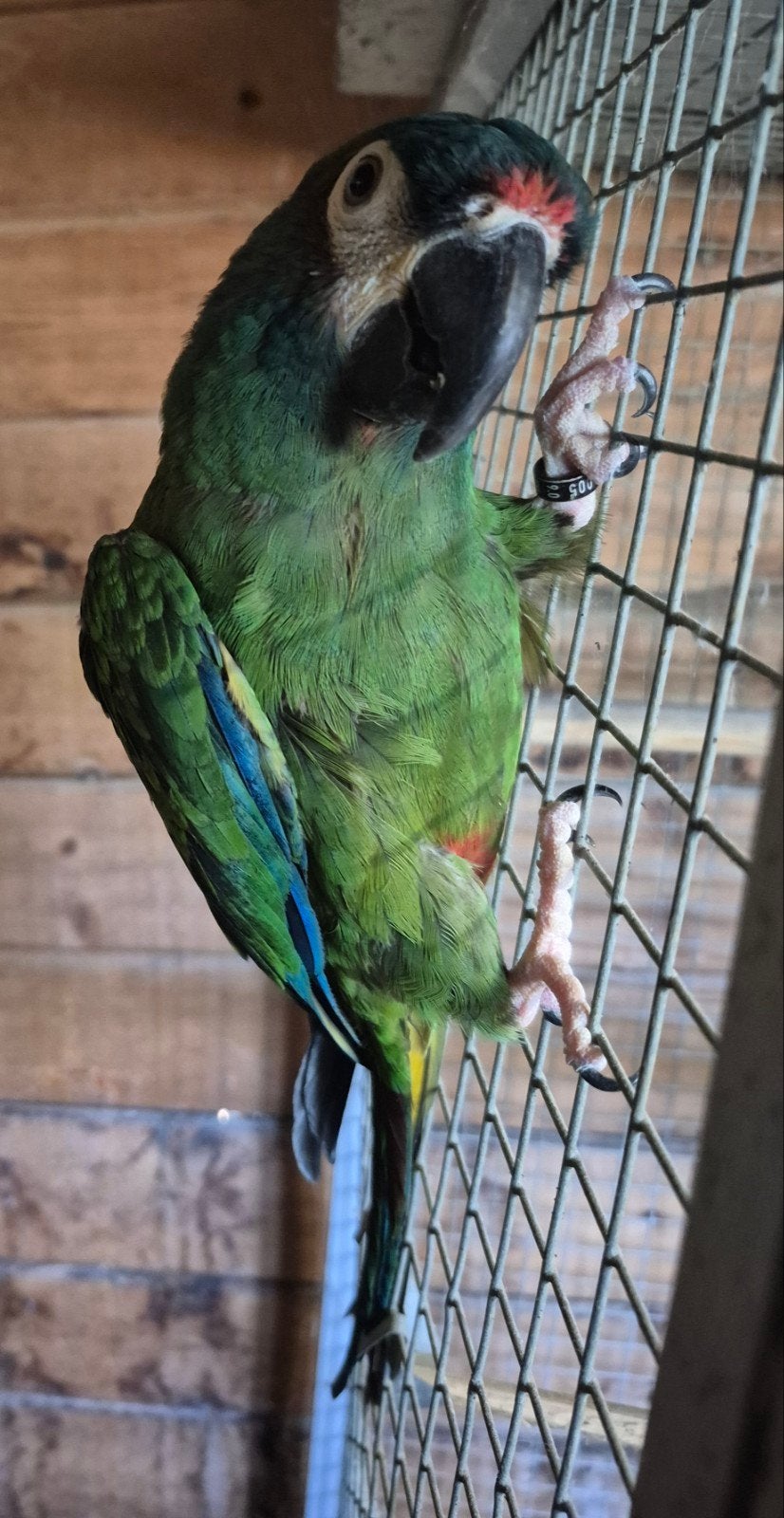 koppel ara maracana's evt te ruil, Plusieurs animaux, Perroquet, Bagué