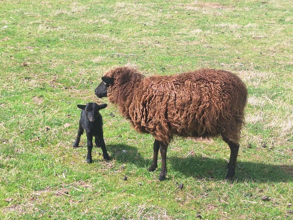 Heel mooie raszuivere ouessant moeder met boklam, Mouton