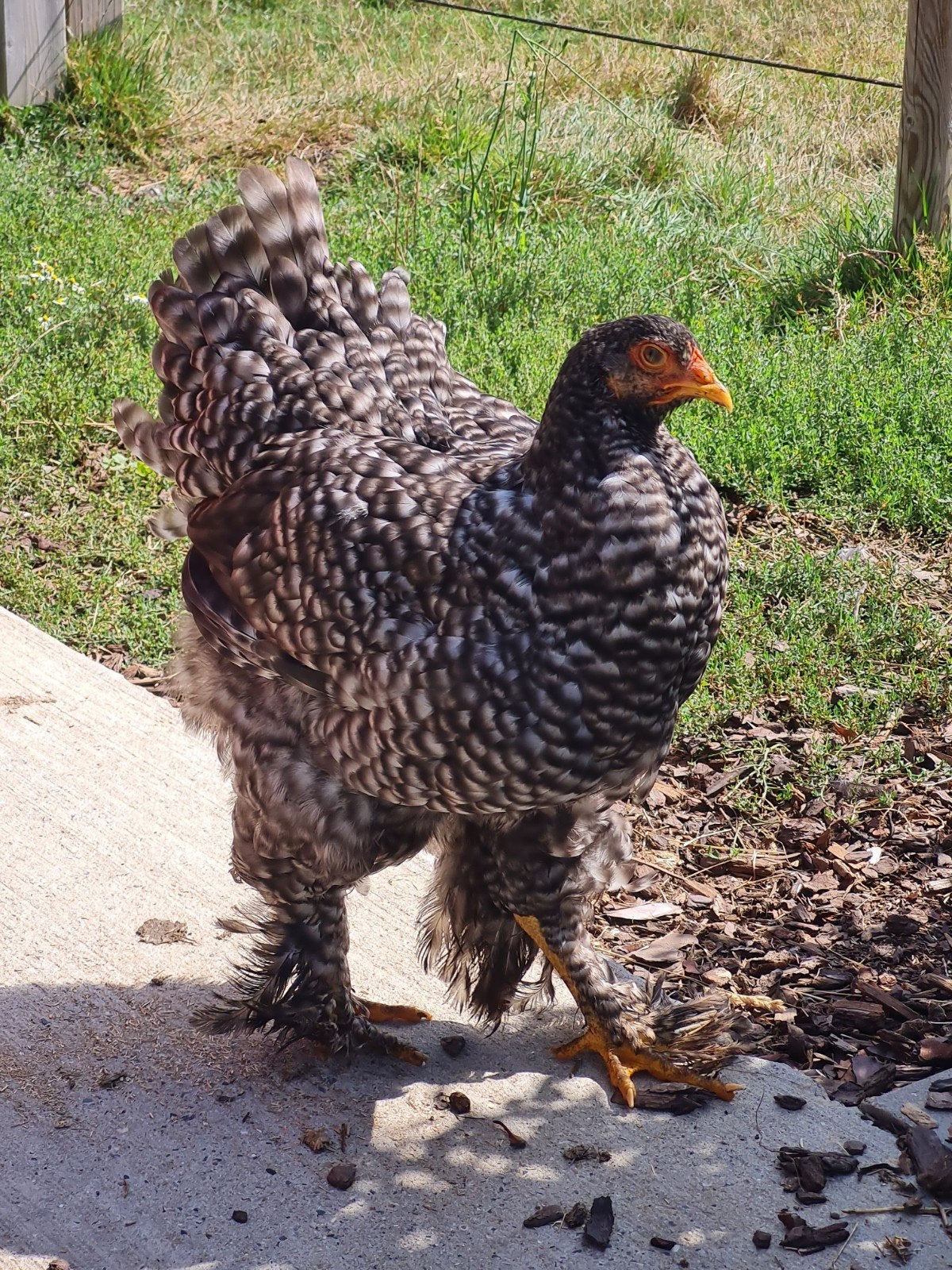 Poule coucou Brahma, Animaux & Accessoires, Femelle, Poule ou poulet