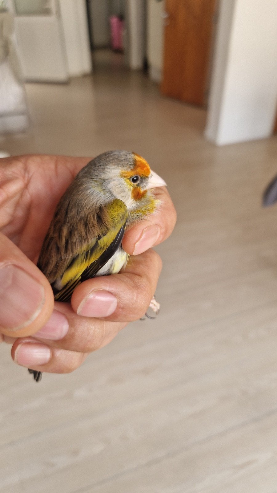kruising kanarie x distelvink, Dieren en Toebehoren, Vogels | Parkieten en Papegaaien