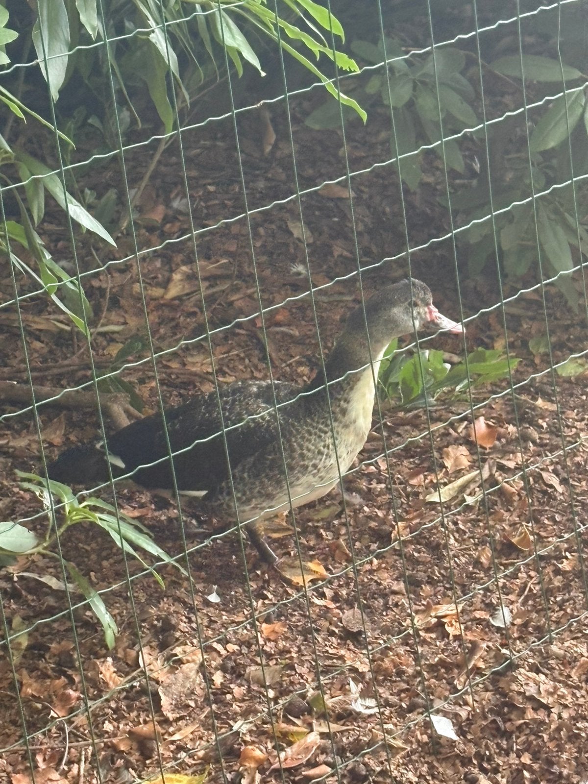 3 barberie eenden vrouwtje, Animaux & Accessoires, Volatiles, Femelle, Canard