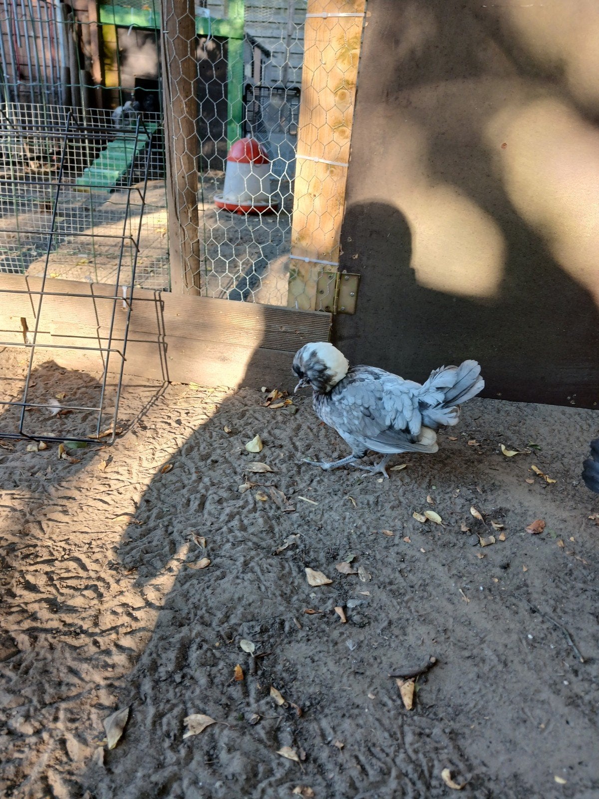 sierkippen, Dieren en Toebehoren, Pluimvee