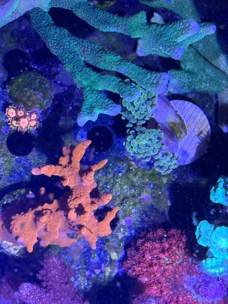 Acropora setosa, Animaux & Accessoires, Poissons | Poissons d'aquarium, Autres types, Poisson de mer
