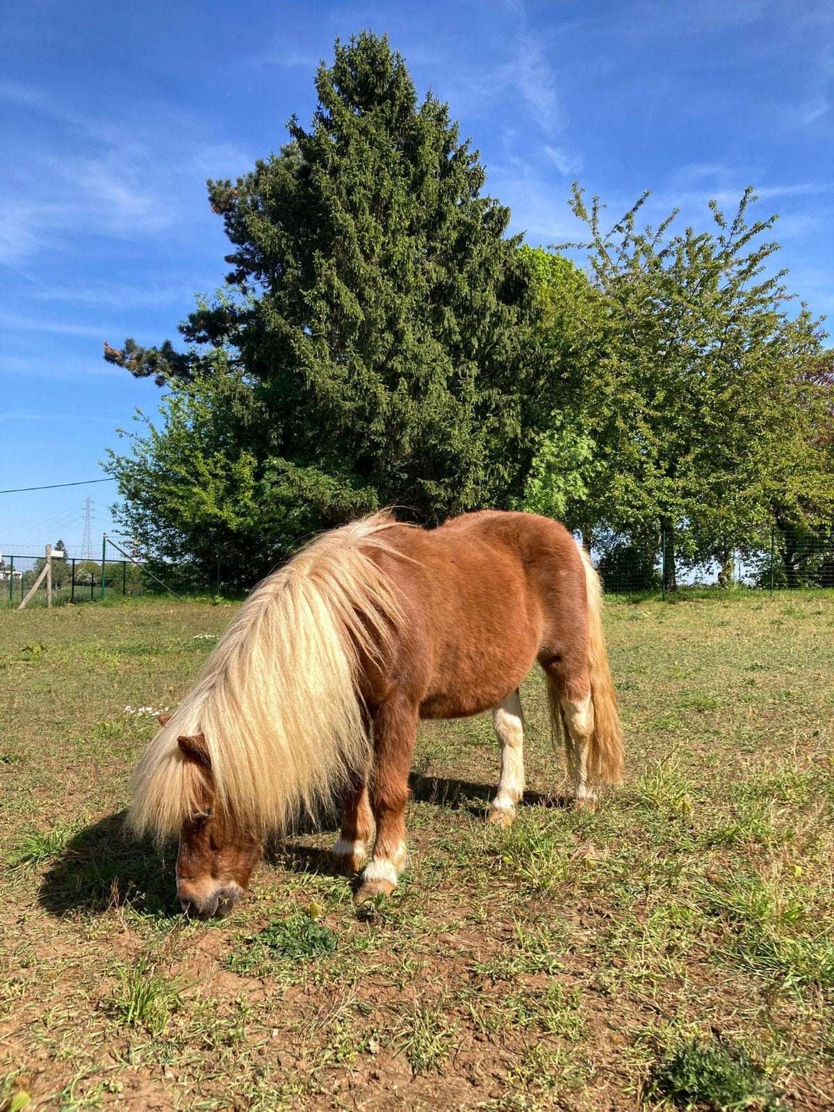 Ontzettend brave vosbonte shetlander Bella 20 jaar, Dieren en Toebehoren, B, A pony (tot 1.17m), 11 jaar of ouder, Recreatiepony