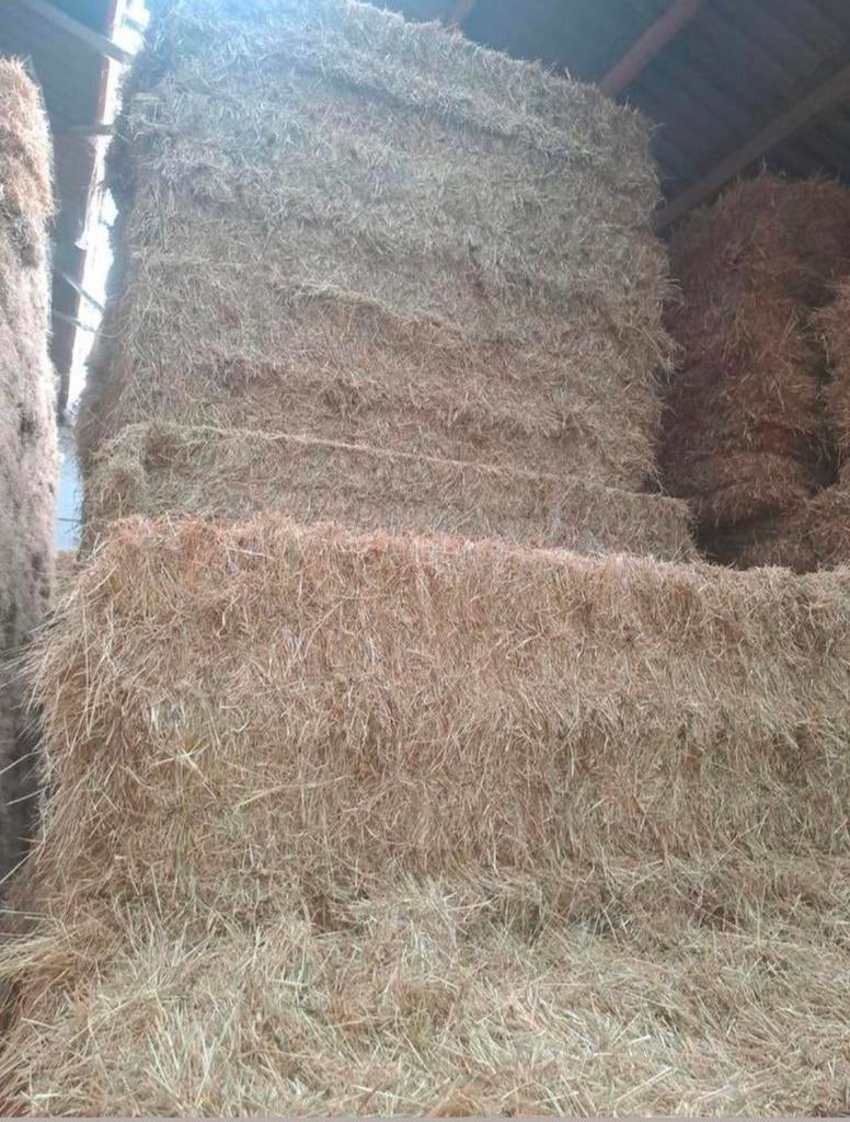Grote en kleine pakken hooi en stro, Ophalen of Verzenden