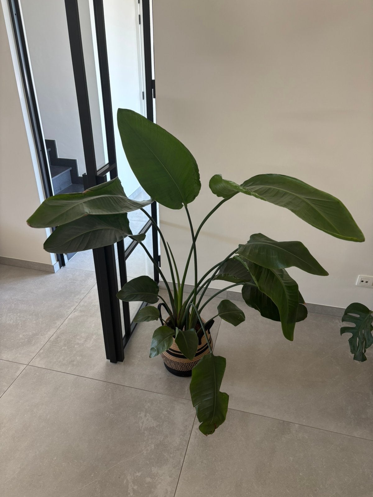 Strelitzia XL plant te koop, Ophalen, 100 tot 150 cm, Overige soorten, Halfschaduw