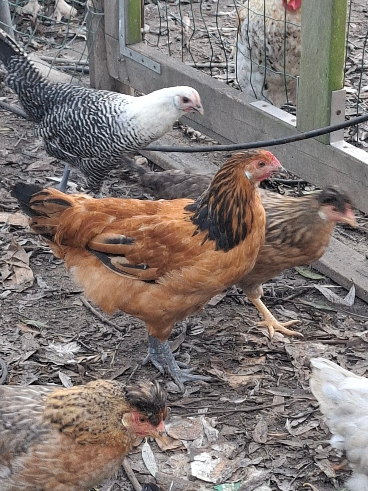 jonge hennen van raskippen, Dieren en Toebehoren