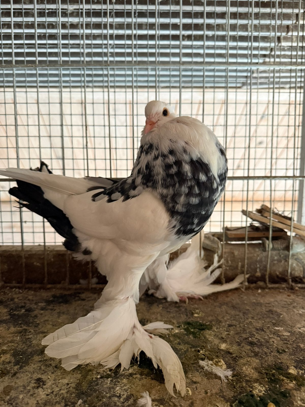 Gentse kropper dominicaan zwart 2026, Dieren en Toebehoren, Vogels | Duiven, Kropper