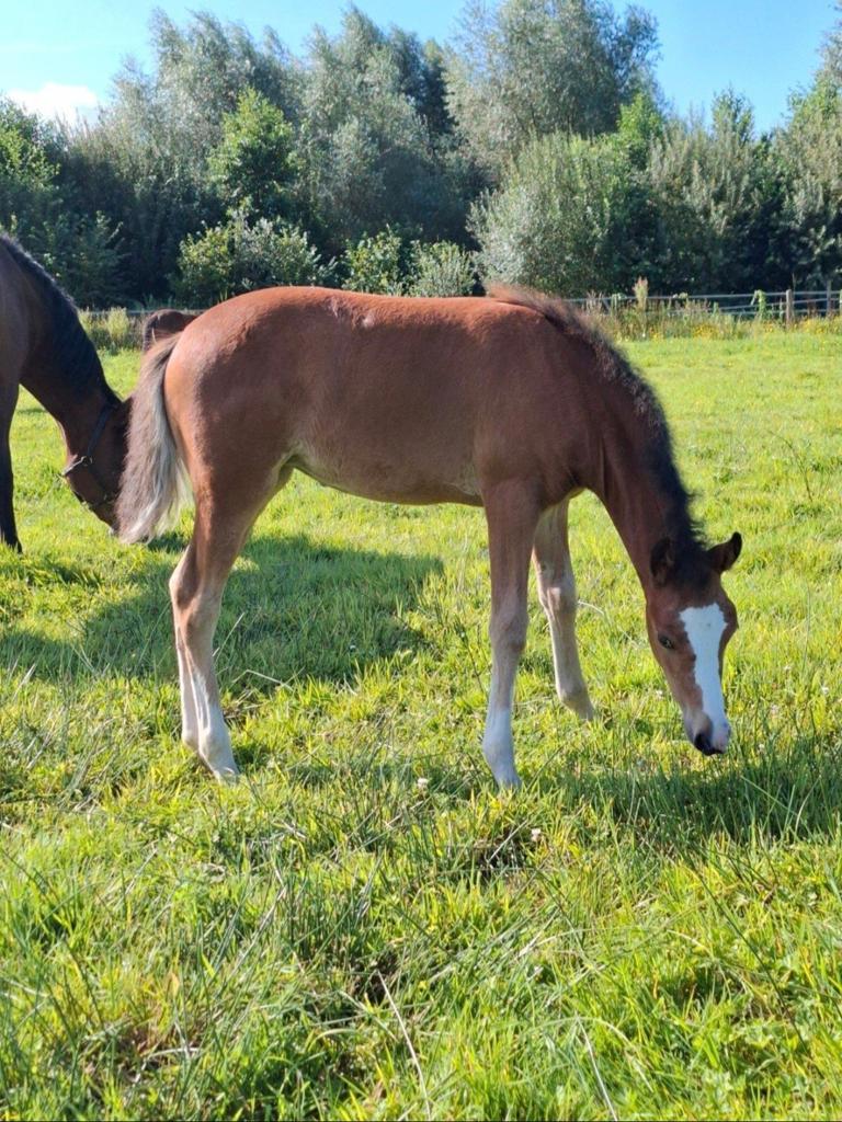 2 jarige pony, Dieren en Toebehoren, Hengst, M
