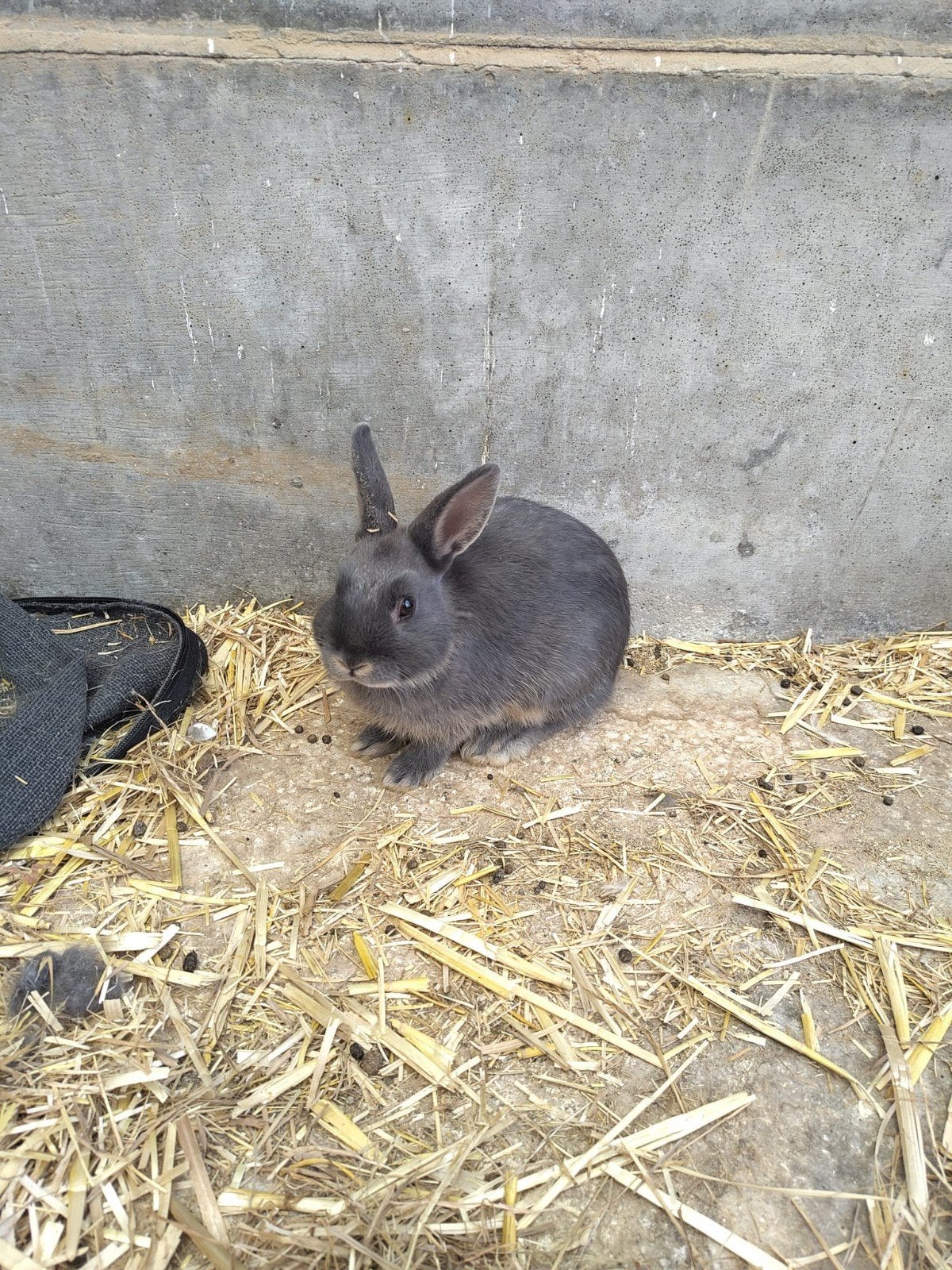 3 mannelijke konijntjes, Dieren en Toebehoren, Konijnen