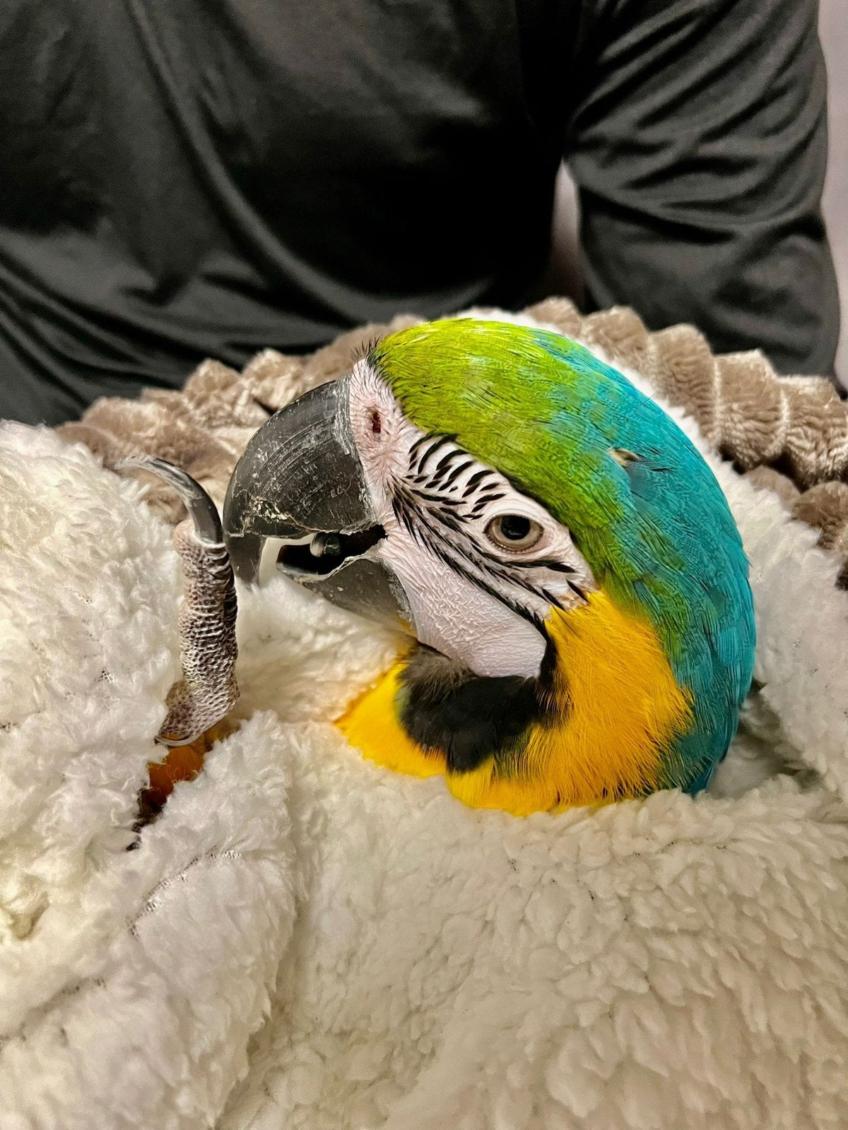 (NL) Superlieve, tamme Blauwgele Ara 2 jaar, Dieren en Toebehoren, Vogels | Parkieten en Papegaaien, Papegaai, Pratend