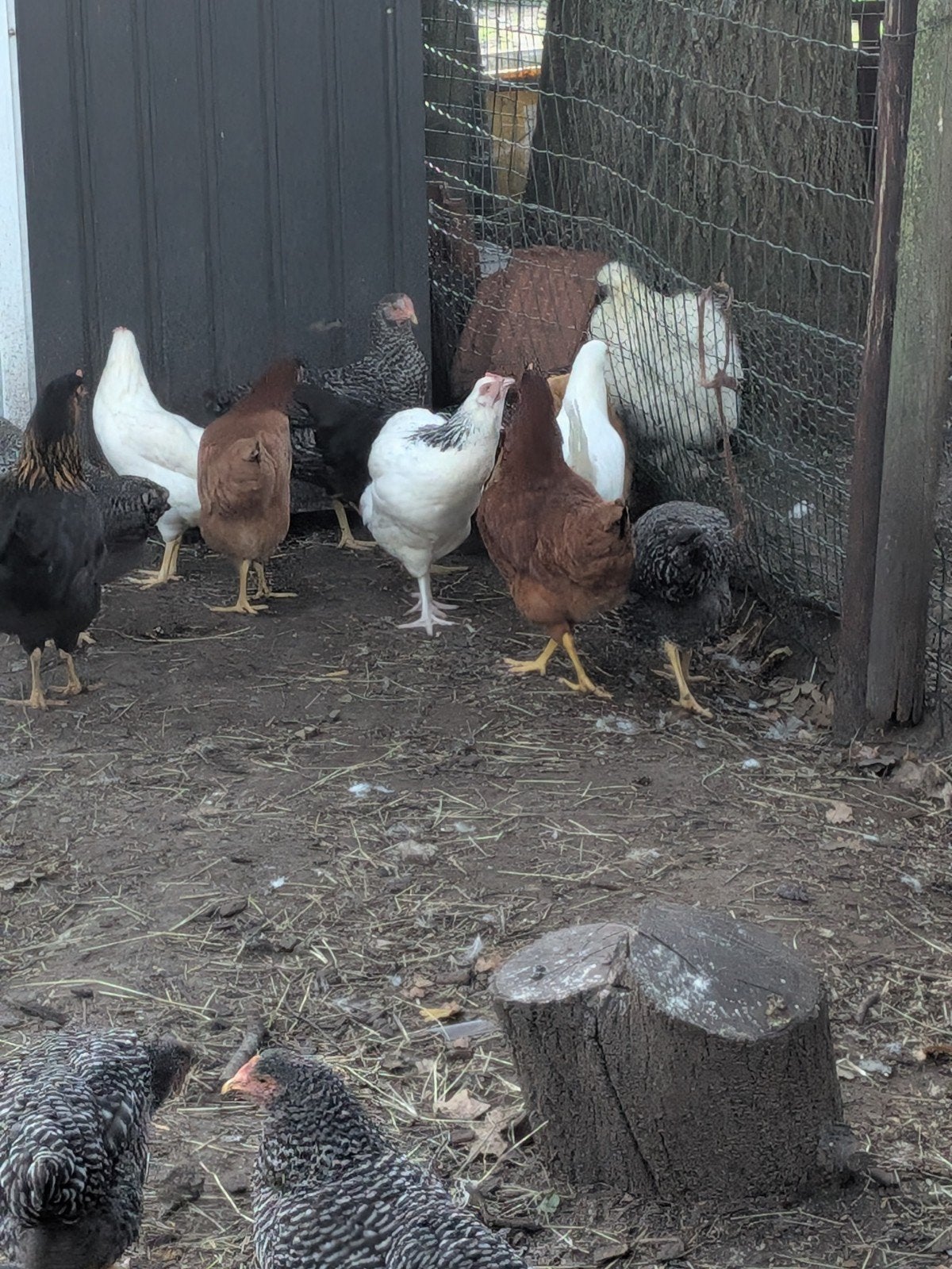 mooie legkippen, Dieren en Toebehoren