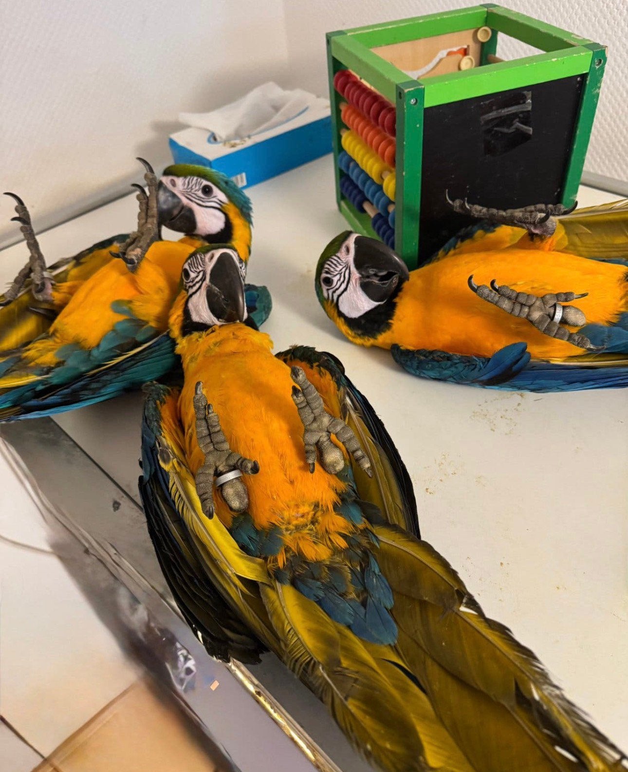 Jonge blauw gele ara’s; gek op aandacht en super tam !, Dieren en Toebehoren, Papegaai, Pratend