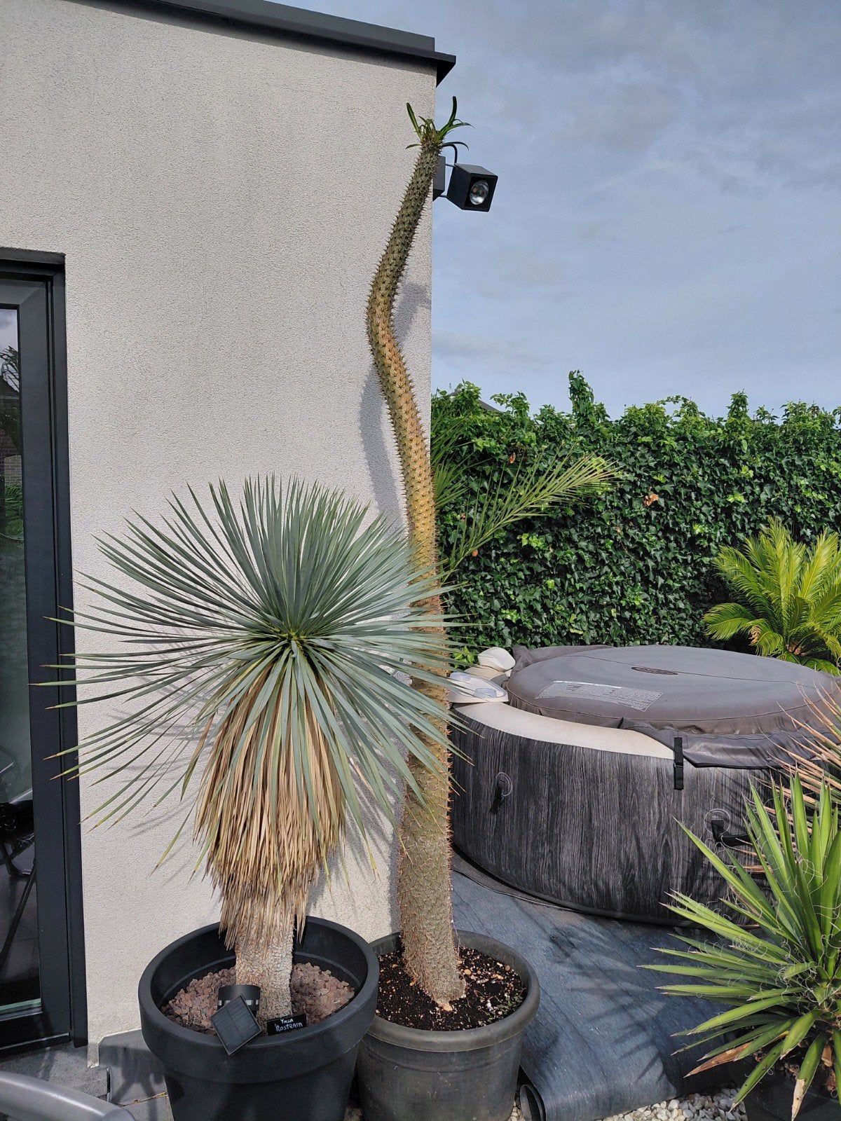 Pachypodium Lamerei, Ophalen