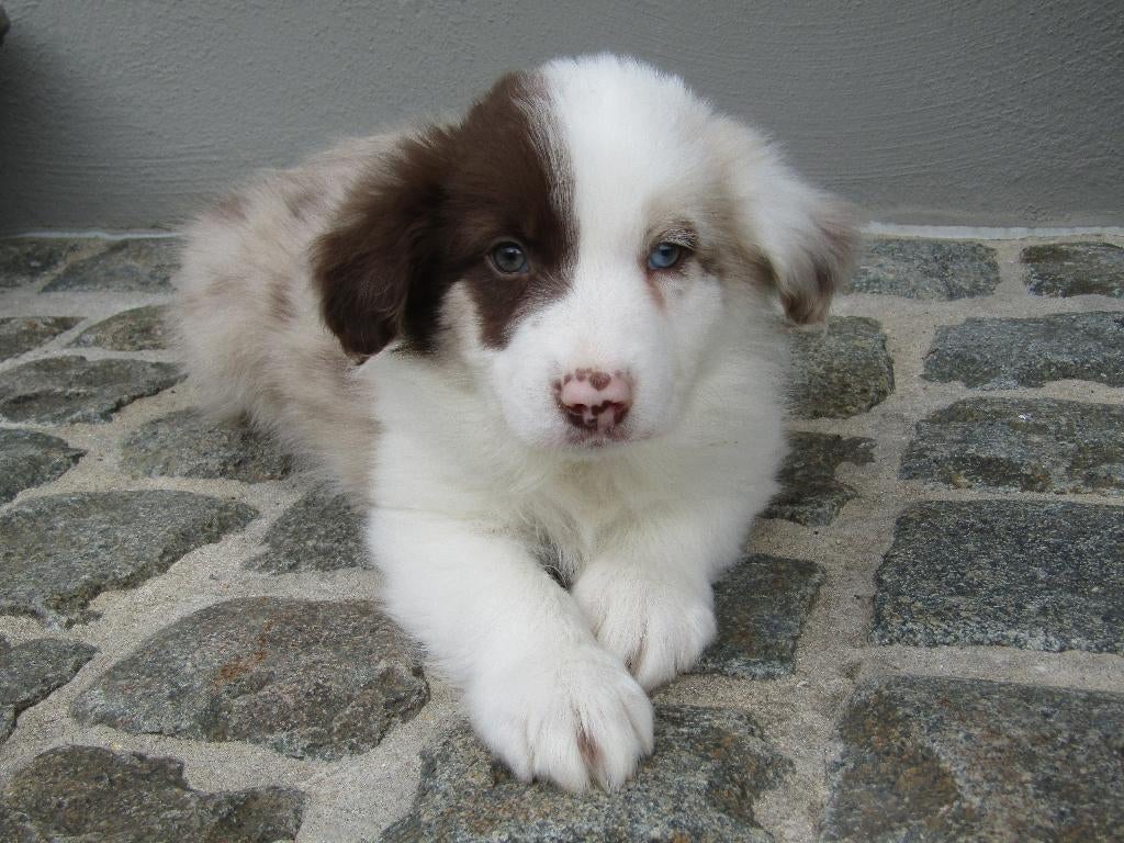 Border collie puppy 8 weken, Dieren en Toebehoren, Parvo, België, Reu, 8 tot 15 weken