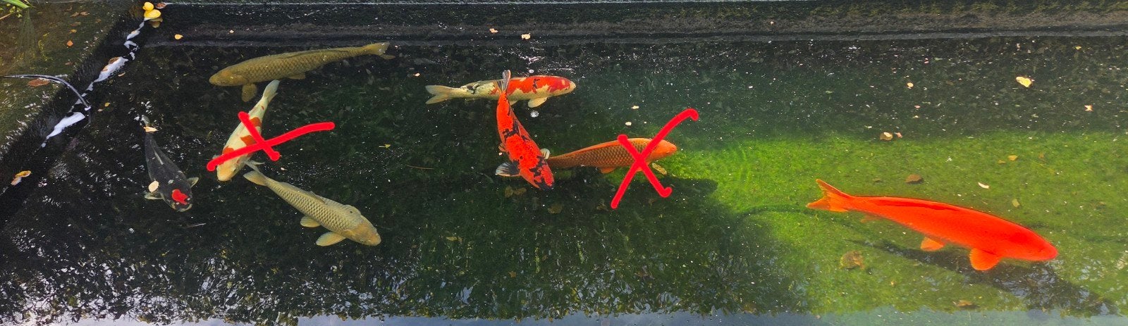 koi 5 stuks, Dieren en Toebehoren, Karper of Koi