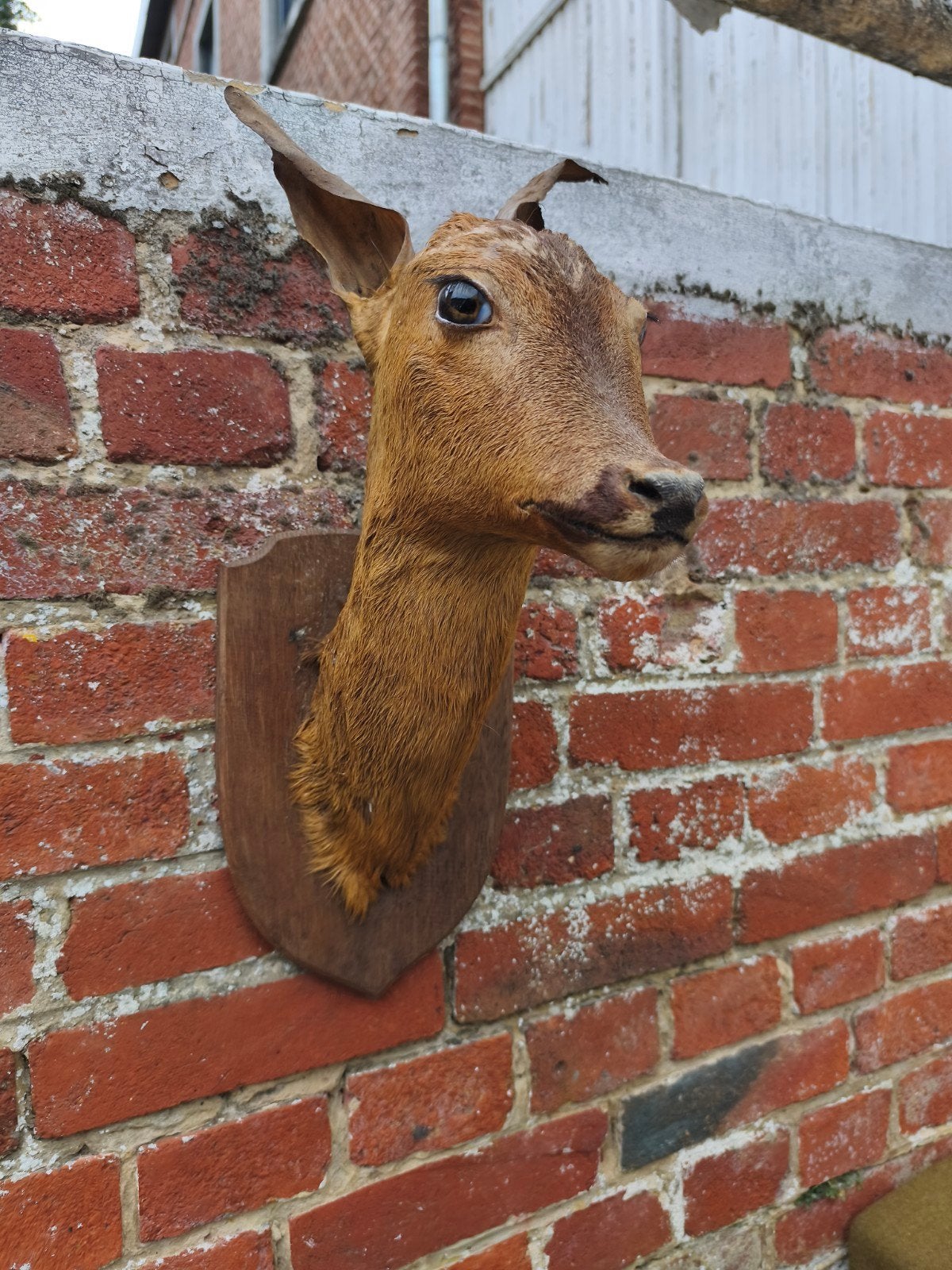 Doe hoofdtaxidermie, Verzamelen, Dierenverzamelingen, Ophalen of Verzenden
