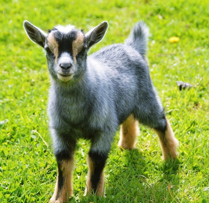 Blauwschimmel geitjes, Dieren en Toebehoren, Meerdere dieren, Geit, 0 tot 2 jaar