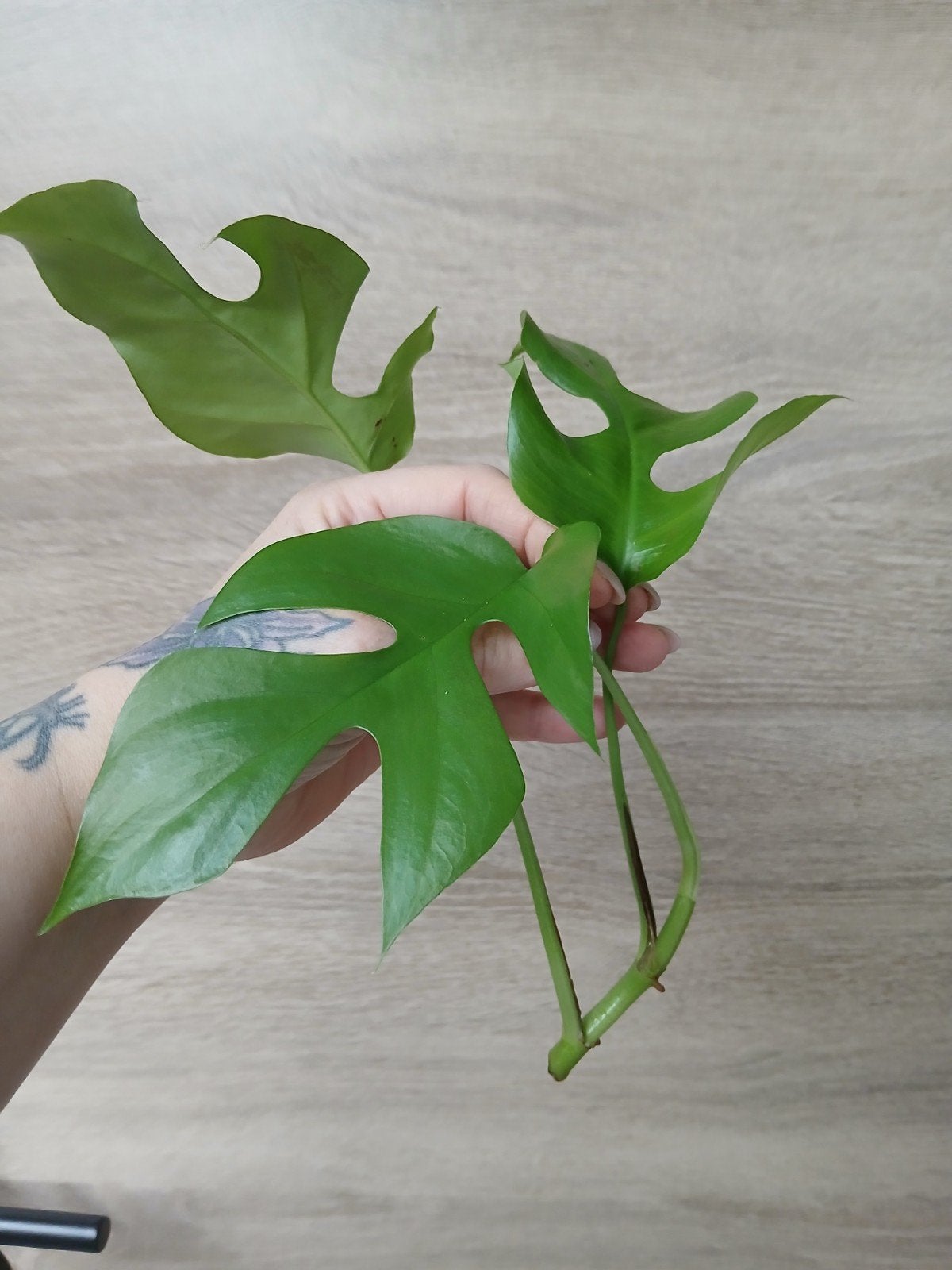 monstera minima mooie kopstek, Ophalen of Verzenden