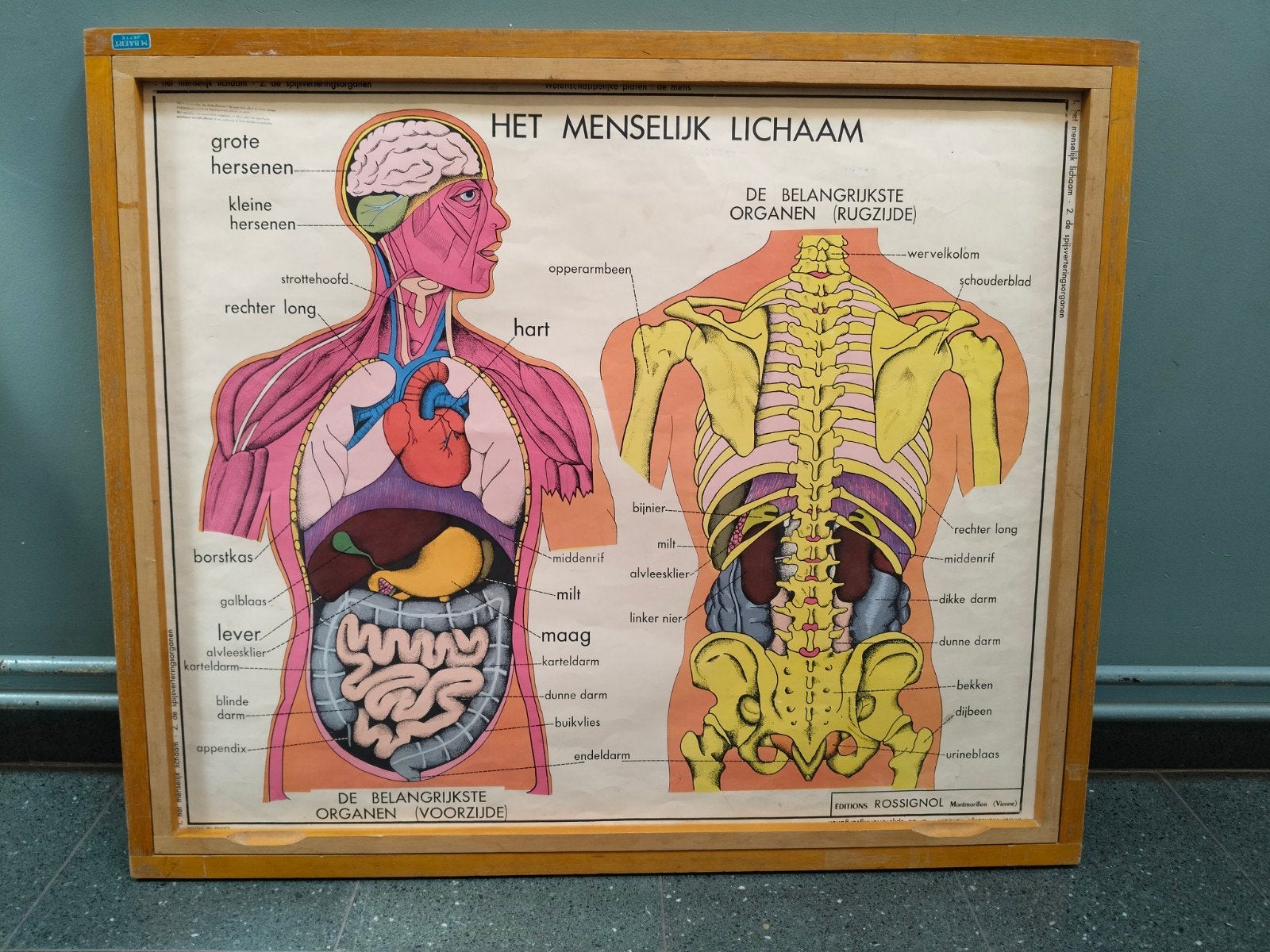 Set 22 anatomie schoolplaten Rossignol menselijk lichaam, Ophalen, Gebruikt, Met lijst, Rechthoekig Liggend