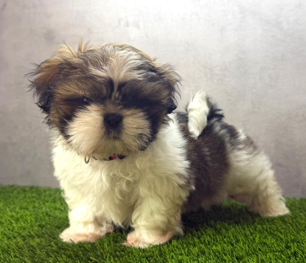 Prachtige Shih Tzu pup, Dieren en Toebehoren, Parvo, België, Fokker | Hobbymatig, Overige rassen